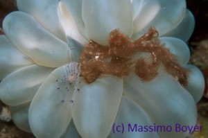 Diving Sulawesi with aColeman's coral shrimp