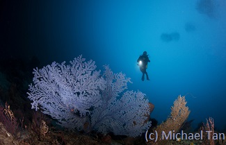 the best diving in Gorontalo with sea fans