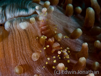 dive Sulawesi with Cryptic Shrimp
