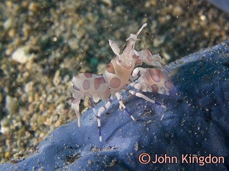 dive Sulawesi to see Harlequin shrimp