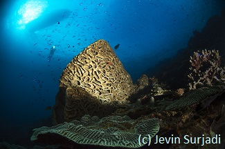 the best diving in Indonesia with giant sponges