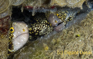 muck diving with moray eels