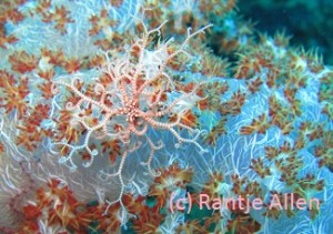 Baby basket stars hide during the day