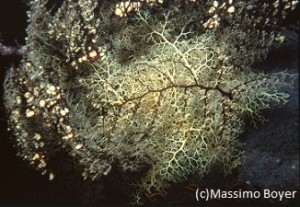 The most common basket stars are white.