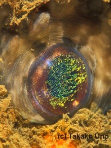 Orbicular burrfish eye