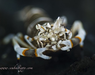 bumblebee shrimp in Gorontalo