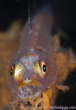 Bokeh effect highlights goby's eyes