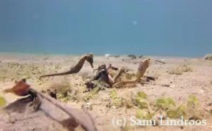 seahorse video