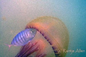 juvenile trevally pusing jellyfish