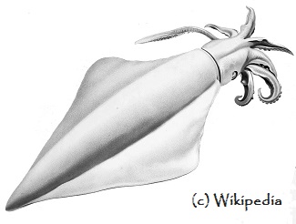 Thysanoteuthis rhombus sketch