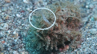 photo from Hairy frogfish video