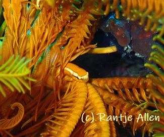 golden Oneline clingfish
