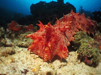 close up of Ruby-lined sea cucumber