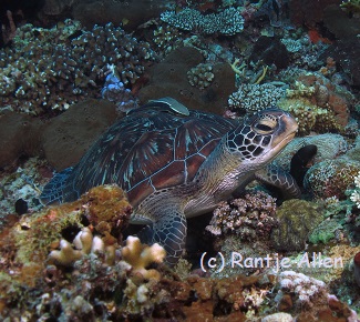 turtle on the reef