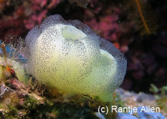 Entoprocta colony on a tunicate