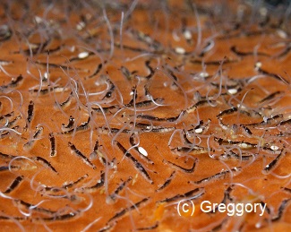 Polydorella spionid worms 
