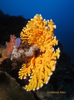 yellow lace coral