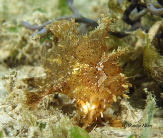 sargassum frogfish 