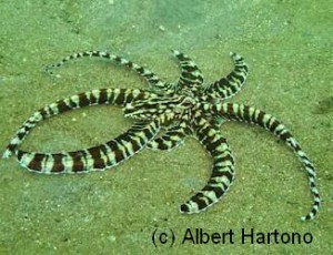 Mimic Octopus on a Gorontalo while muck diving
