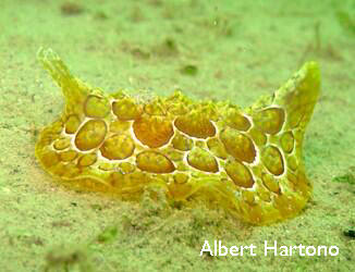 Forskal's side gilled sea slugs 