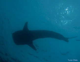 Whale shark encounter in Gorontalo, Indonesia