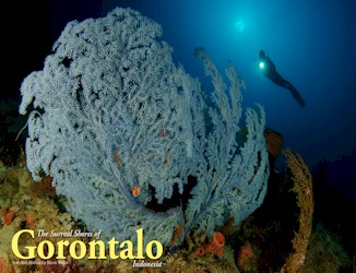 A diver hovers over Gorontalo’s unique blue deep sea fan