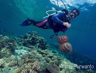 A dive guide removes two Crown-of-Thorns from a pristine coral reef in Gorontalo