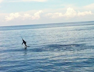 Jumping Sailfish seen in Gorontalo