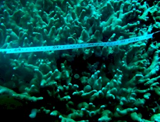 Coral Analysis in Sulawesi