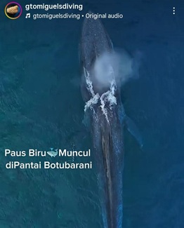 blue whale